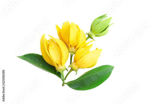 Closeup Ylang-Ylang flower,Yellow fragrant flower on white background