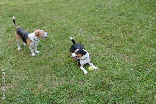 Two terriers playing with tennis ball 