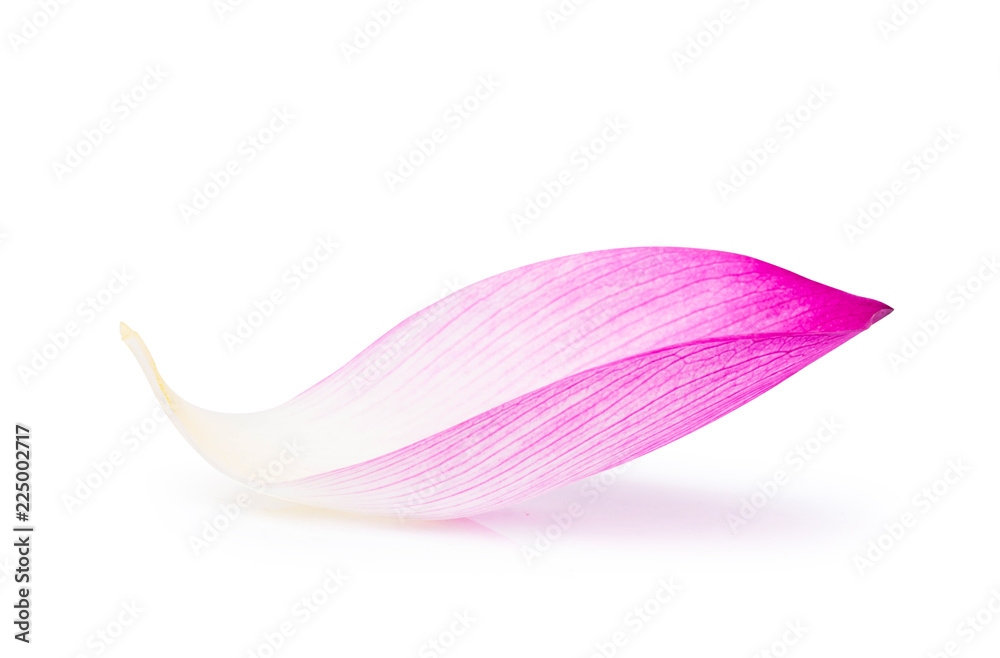 Pink lotus petal solated on white background, clipping path