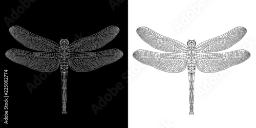 Dragonfly (damselfly) abstract low poly wireframe isolated on black and white background, EPS10 symmetrical vector illustration. Insect with geometry triangle. Polygonal style trendy abstract concept.