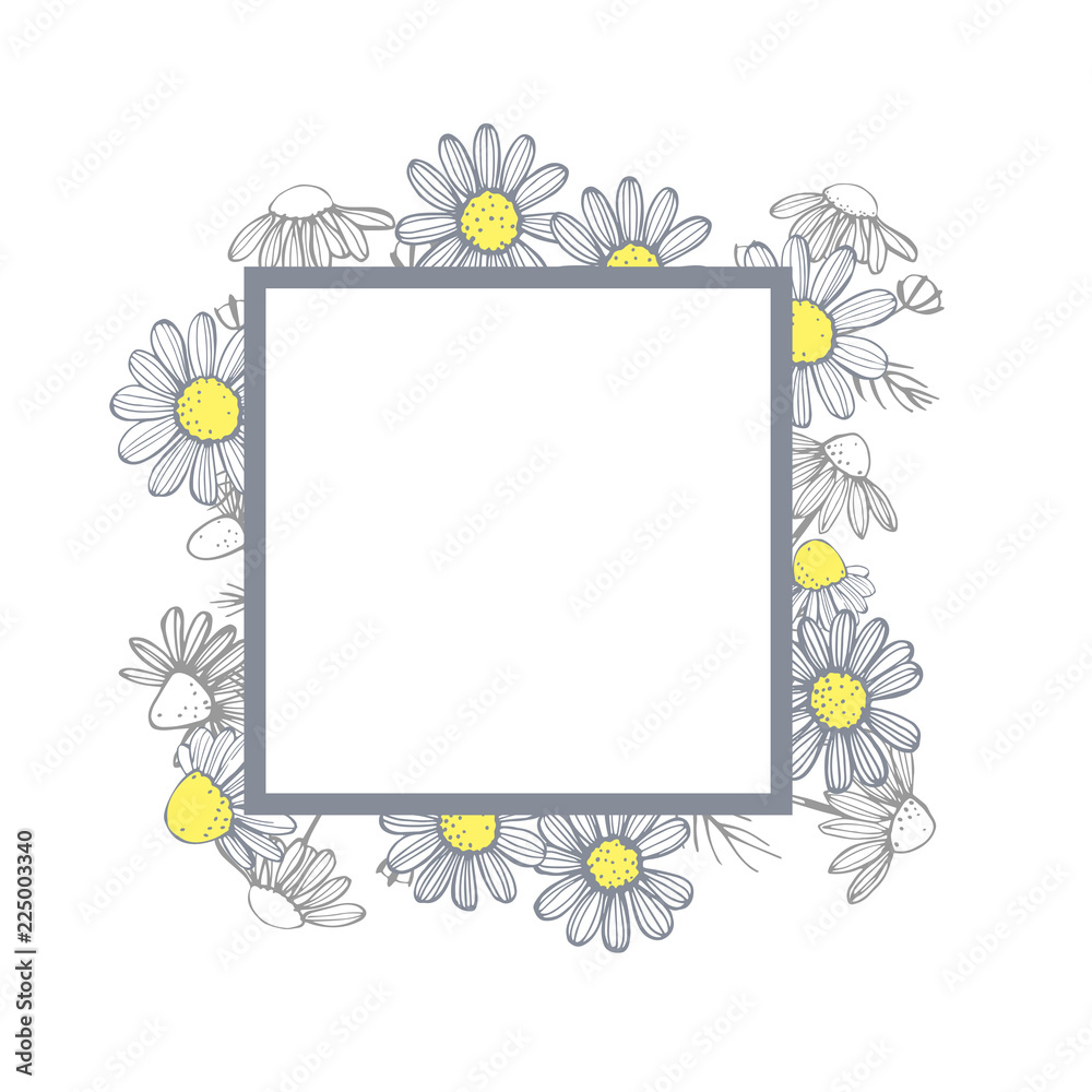 Vector frame with hand drawn chamomile flowers . Vector frame with hand drawn chamomile flowers .