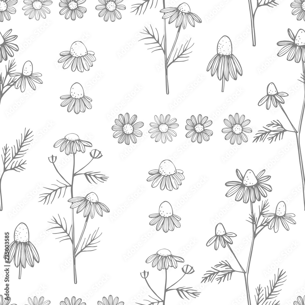 Hand drawn chamomile flowers on white background .Vector  seamless pattern - obrazy, fototapety, plakaty 