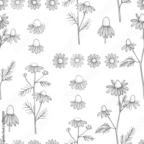 Hand drawn chamomile flowers on white background .Vector  seamless pattern