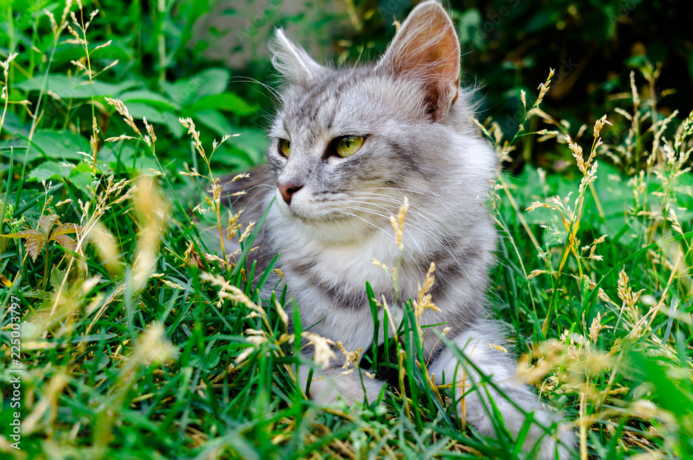 gray fluffy cat in green foliage