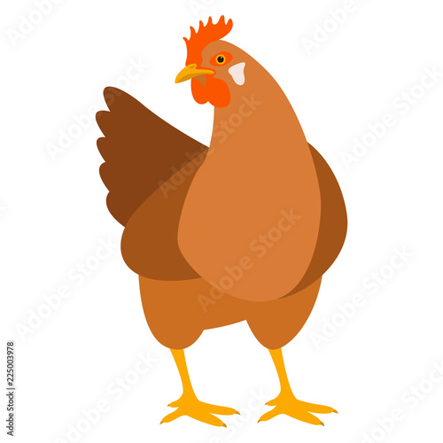 chicken   vector illustration  flat style  front 