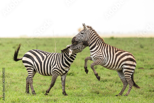 zebra in serengeti national park tanzania africa