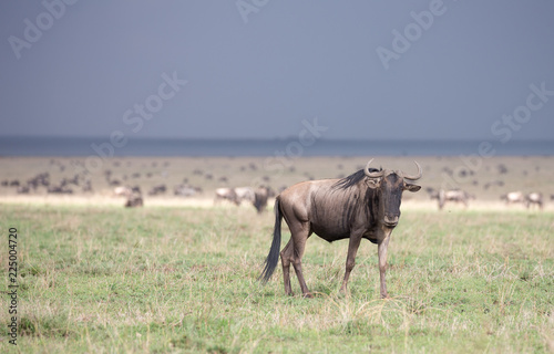 Wildebeest on the savannah in Serengeti