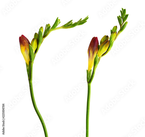 Fototapeta Naklejka Na Ścianę i Meble -  Set of fresh red freesia flowers