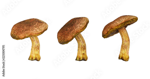 Set of moss mushrooms © Ortis