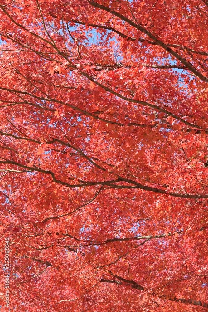 Landscape of vibrant colorful Japanese Autumn Maple leaves Landscape of vibrant colorful Japanese Autumn Maple leaves