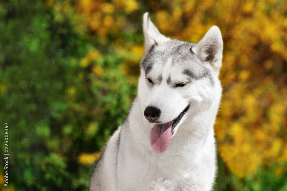 A young Siberian husky female dog is sitting near yellow flowers. A bitch has grey and white fur and blue eyes. The background is yellow, green and orange colored. She looks down.