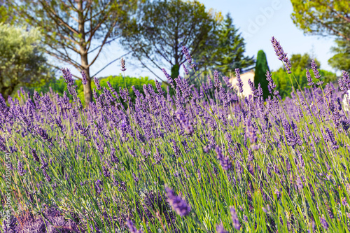 Fototapeta Naklejka Na Ścianę i Meble -  Lavender field. Harvesting. Beautiful sky. Against the backdrop of mountains and clouds. French Provence. Сard.Surroundings of Valansol.