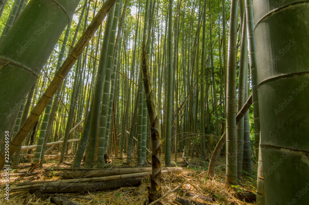 竹林 竹林
