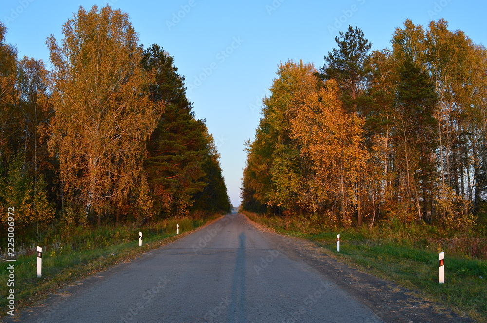autumn, the road in the forest