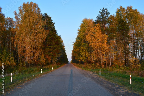 autumn  the road in the forest