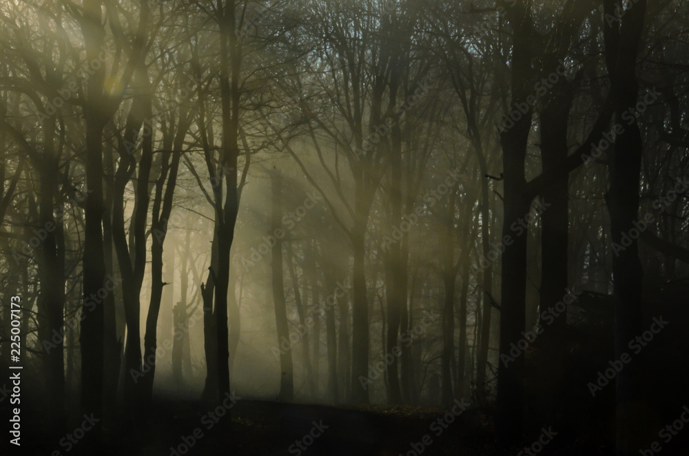 A misty morning in the dark forest, when the first rays of sunlight fight their way through the fog. A misty morning in the dark forest, when the first rays of sunlight fight their way through the fog.