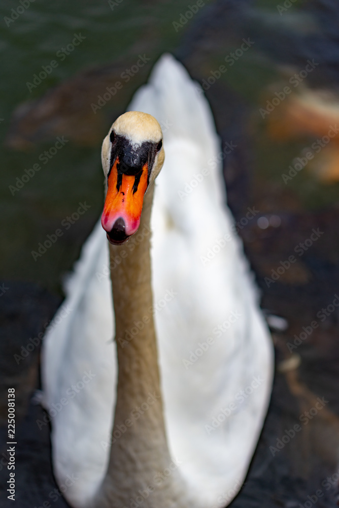 Obraz premium 白鳥