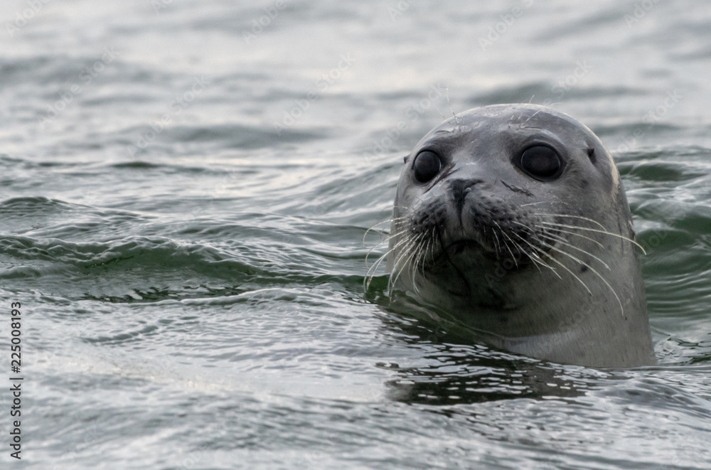 Fototapeta premium Neee, neugierig bin ich ganz und gar nicht!