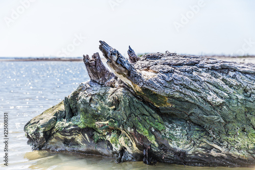 Tree trunk shaped like a dragon