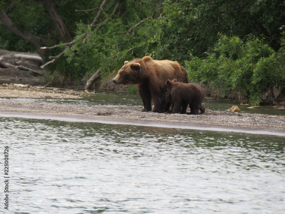 Mom and children. Kamchatka Bears Mom and children. Kamchatka Bears