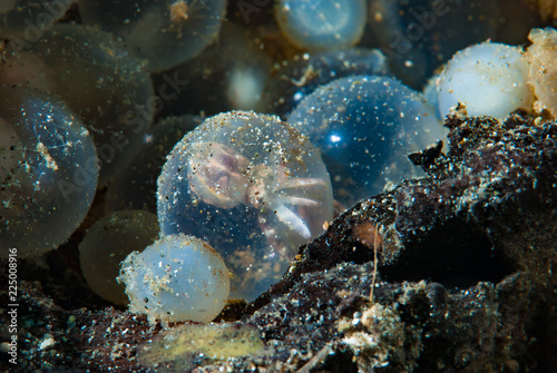  Eggs of Flamboyant Cuttlefish Metasepia pfefferi © Francesco