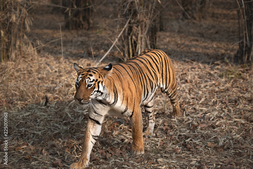 Tigers of Tadoba (Maya, Matkasur, Choti Tara) national park, India