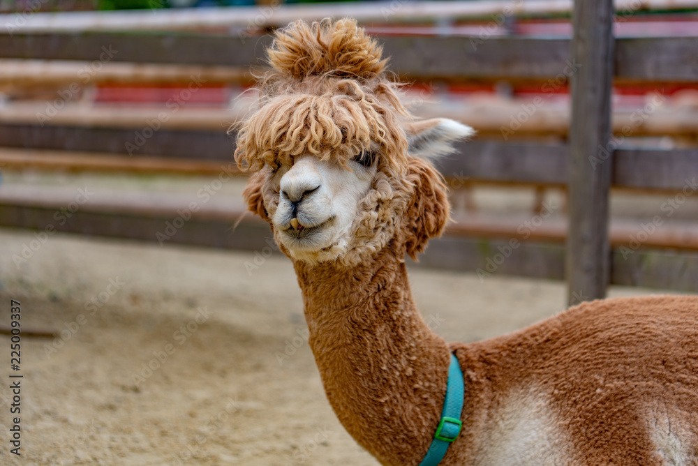 Obraz premium アルカパ