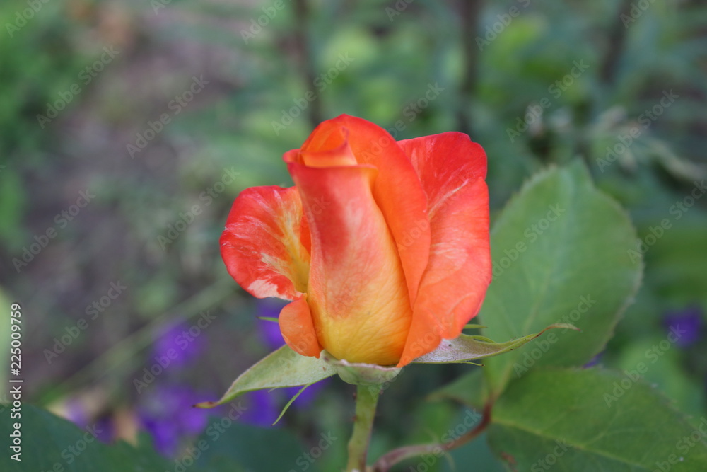 flowers flowers