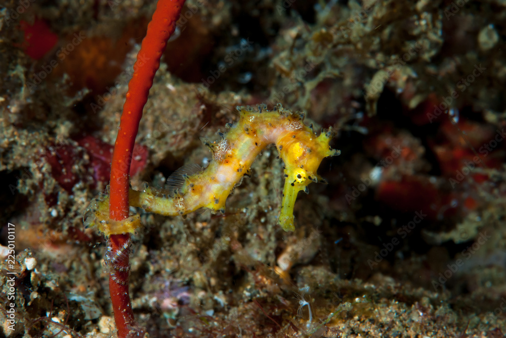 Thorny Seahprse Hippocampus histrix Thorny Seahprse Hippocampus histrix