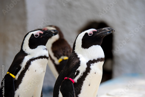 ペンギン