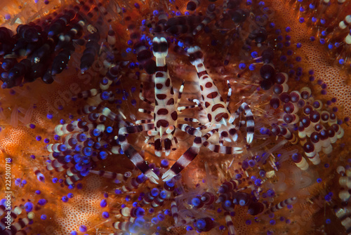Coleman Shrimp Periclimenes colemani photo