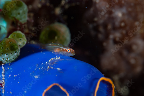 Common Ghostgoby Pleurosicya mossambica	 photo