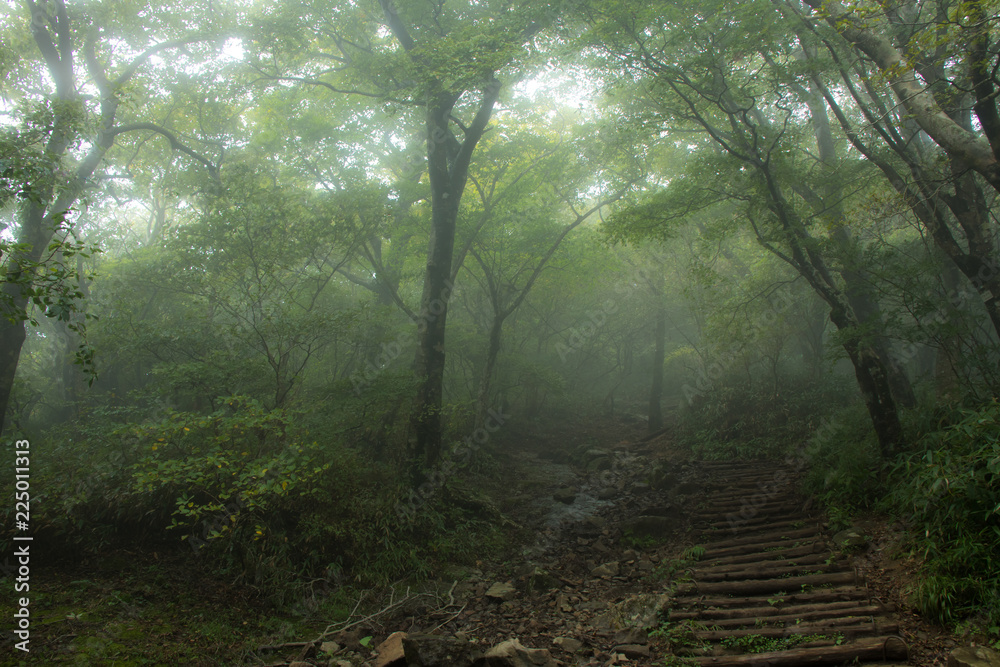 Fototapeta premium forest in fog