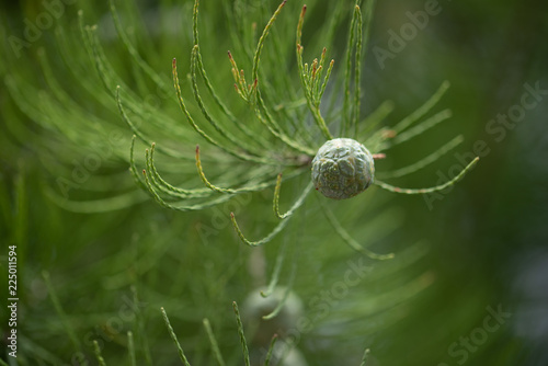 花梨