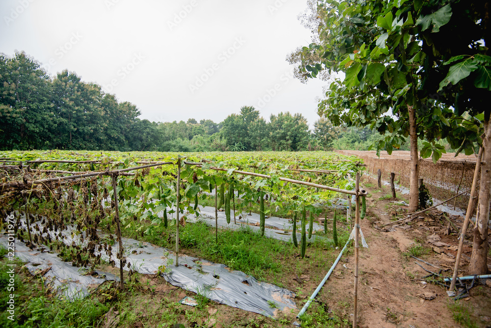 Zucchini Farm, fresh zucchini