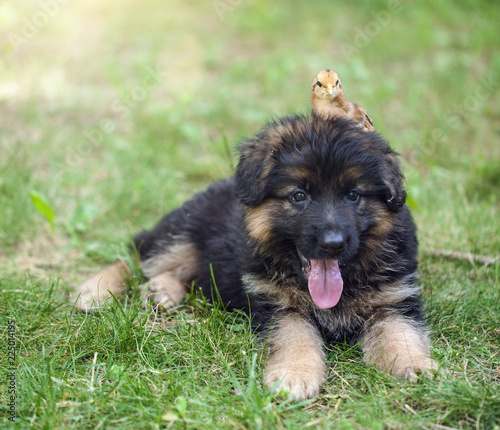 Puppy with chick