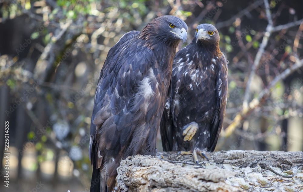 Obraz premium Para orłów przednich iberyjskich lub Aquila chrysaetos, Caceres, Hiszpania
