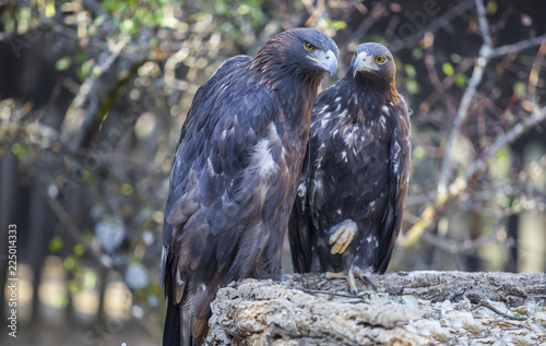 Couple of Iberian Golden eagles or Aquila chrysaetos, Caceres, Spain photo