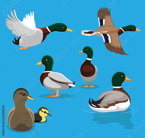 Cute Mallard Poses Flying Cartoon Vector Illustration