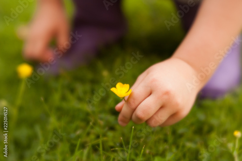 Little girl picking small yellow flower
