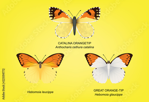 Great Orangetip Set Vector Illustration