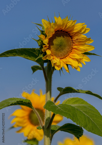 Fototapeta Naklejka Na Ścianę i Meble -  Big sunflower in sunny day.