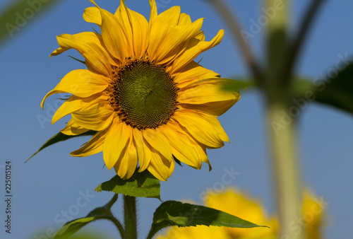 Fototapeta Naklejka Na Ścianę i Meble -  Big sunflower in sunny day.