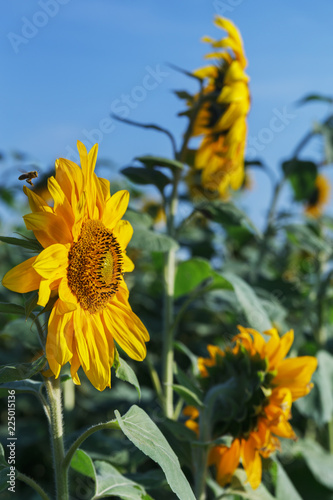 Fototapeta Naklejka Na Ścianę i Meble -  Sunflowers field.
