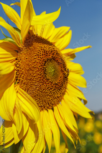 Fototapeta Naklejka Na Ścianę i Meble -  Sunflowers field.