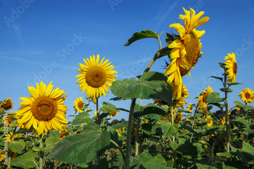 Fototapeta Naklejka Na Ścianę i Meble -  Sunflowers field.