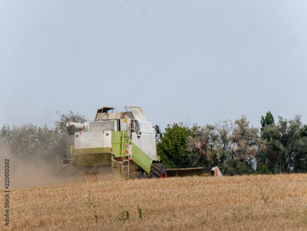 Obraz premium Combine harvesters on the field. Combine harvest on grain field. Summer harvest and blue sky. Harvesting on grain field. Harvests wheat in the fields in summer.
