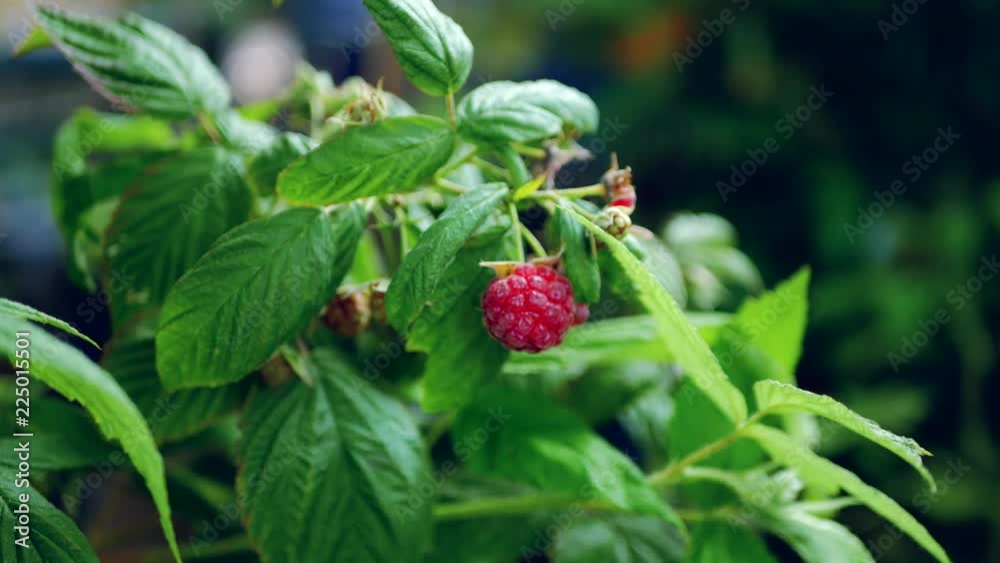 Raspberry bush as plant background, close up of green leaves Raspberry bush as plant background, close up of green leaves