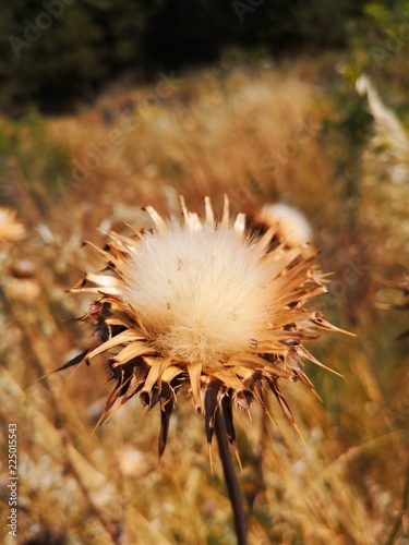 dandelion Spiky Dragonfly stem stalk young plant seed spiked Prickly Pear Cactus Wildflower uncultivated