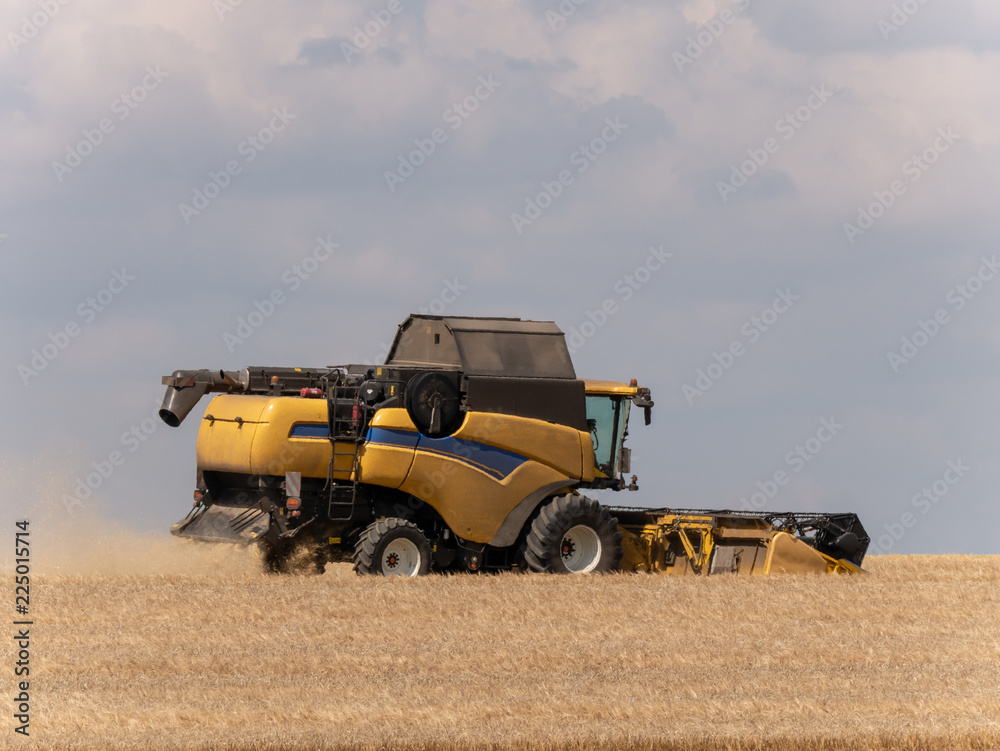 Obraz premium Yellow combine harvesters on the field. Combine harvest on grain field. Summer harvest and blue sky. Harvesting on grain field. Harvests wheat in the fields in summer.